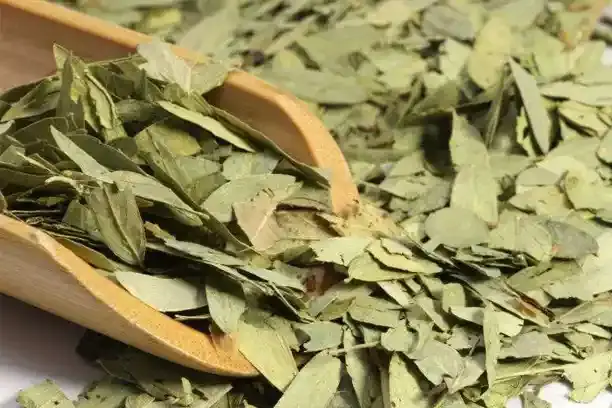 senna leaf extract.webp